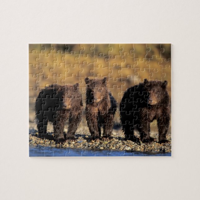 Grizzly bear, brown bear, cubs, Katmai National Jigsaw Puzzle (Horizontal)