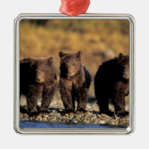 Grizzly bear, brown bear, cubs, Katmai National Metal Tree Decoration