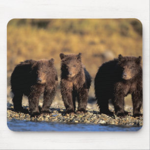 Grizzly bear, brown bear, cubs, Katmai National Mouse Pad