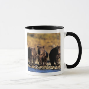 Grizzly bear, brown bear, cubs, Katmai National Mug