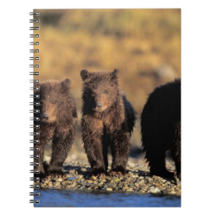 Grizzly bear, brown bear, cubs, Katmai National Notebook