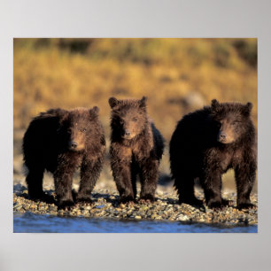Grizzly bear, brown bear, cubs, Katmai National Poster