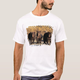 Grizzly bear, brown bear, cubs, Katmai National T-Shirt