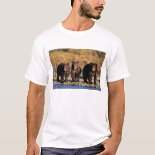 Grizzly bear, brown bear, cubs, Katmai National T-Shirt