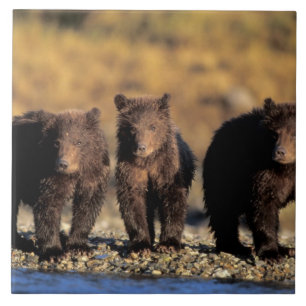 Grizzly bear, brown bear, cubs, Katmai National Tile