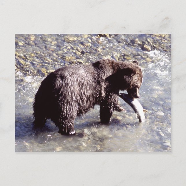 Grizzly bear catching a fish on Vancouver Island Postcard (Front)