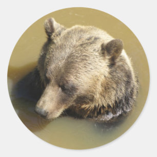 Grizzly Bear Classic Round Sticker