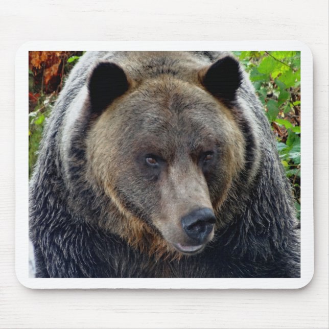 Grizzly Bear Close-up Mouse Pad (Front)