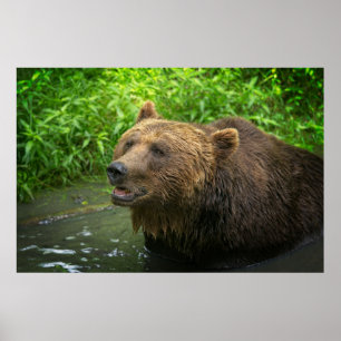 Grizzly Bear Close-Up Poster