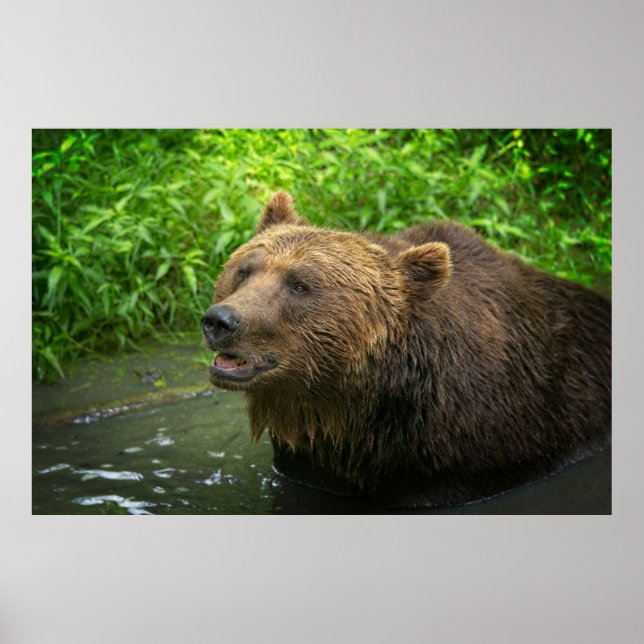 Grizzly Bear Close-Up Poster (Front)