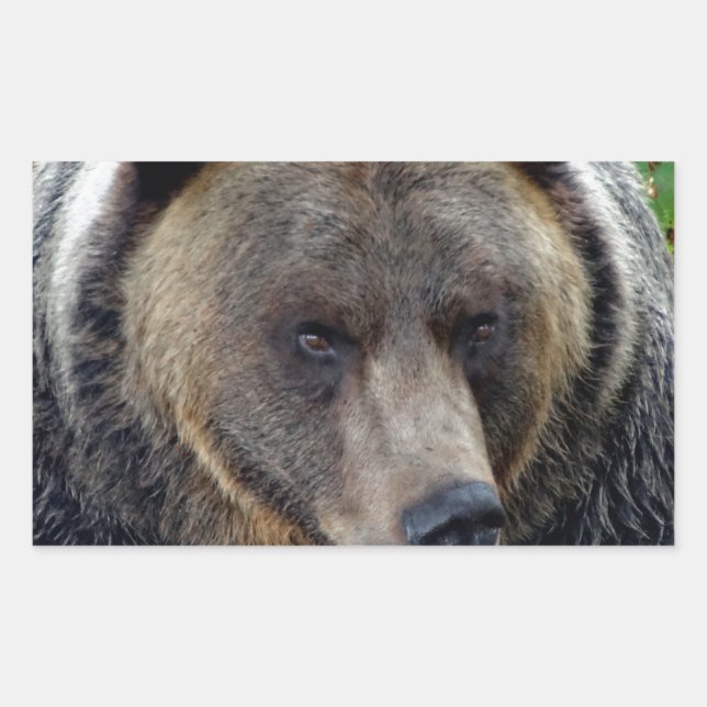Grizzly Bear Close-up Rectangular Sticker (Front)