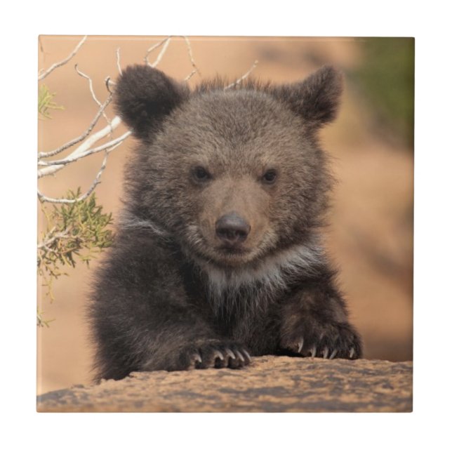 Grizzly Bear Cub Ceramic Tile (Front)