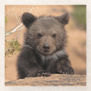 Grizzly Bear Cub Glass Coaster