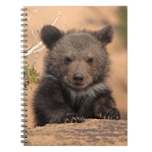 Grizzly Bear Cub Notebook