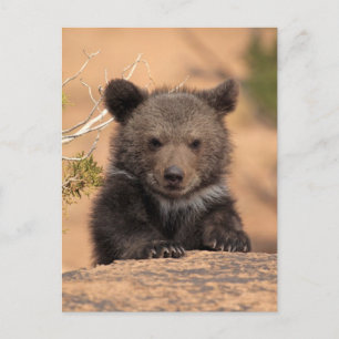 Grizzly Bear Cub Postcard