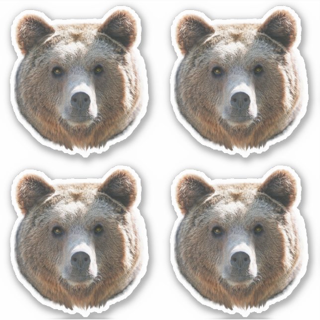 Grizzly Bear Face (Front)