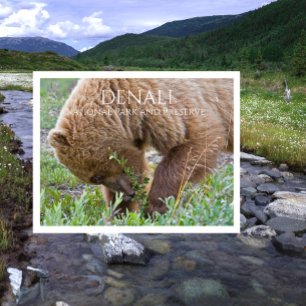 Grizzly Bear Foraging in Meadow, Denali NPP Alaska Postcard