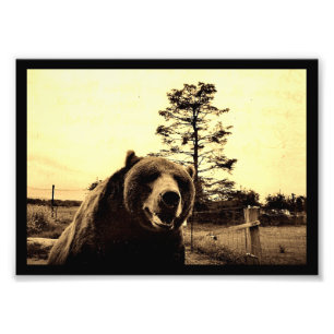 Grizzly Bear Greetings Photo Print