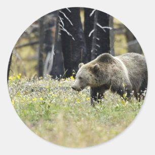 Grizzly Bear in Field at Yellowstone National Park Classic Round Sticker