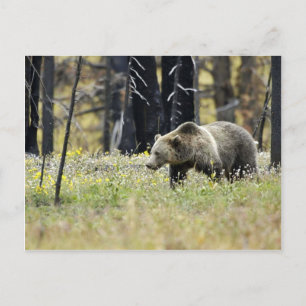 Grizzly Bear in Field at Yellowstone National Park Postcard