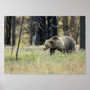 Grizzly Bear in Field Poster