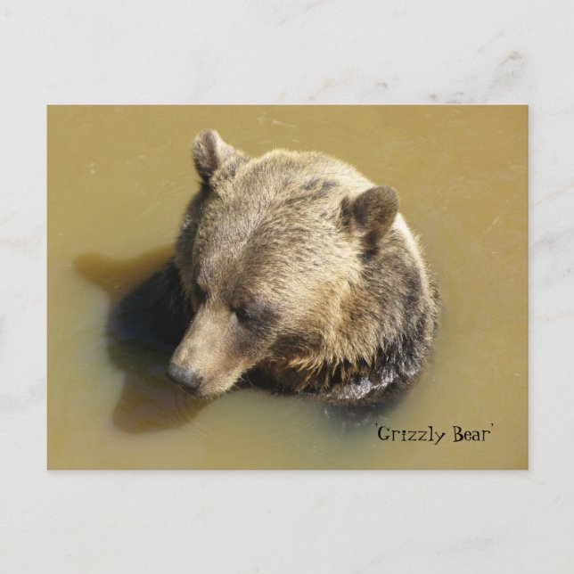 Grizzly Bear in the Water Postcard (Front)