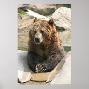 grizzly bear large poster 2