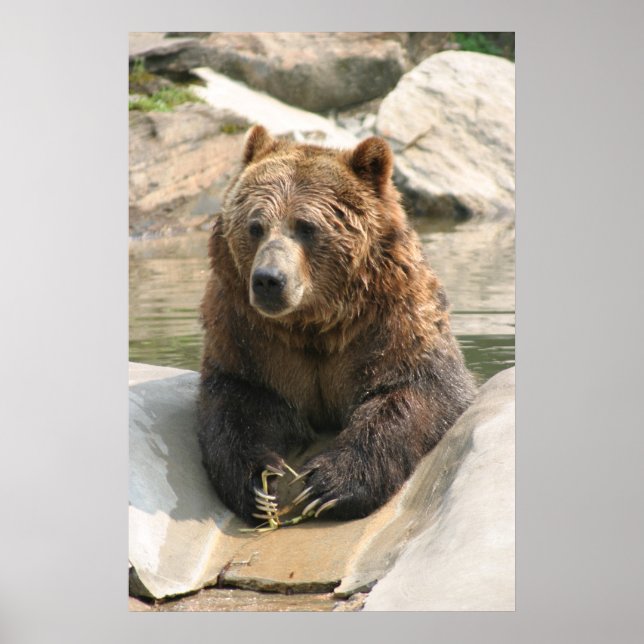 grizzly bear large poster 2 (Front)