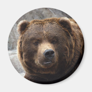 Grizzly Bear Magnet