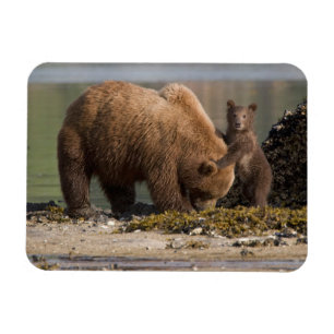 Grizzly Bear Mother with Cub on a Beach Magnet