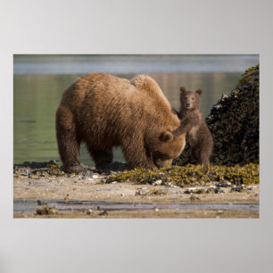 Grizzly Bear Mother with Cub on a Beach Poster