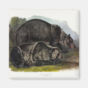 Grizzly Bear (North American Brown Bear) - Audubon Magnet