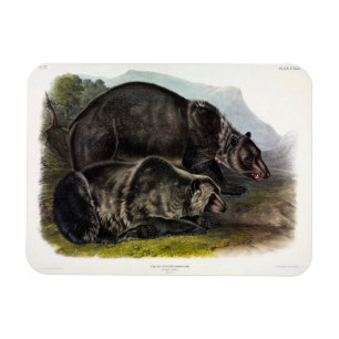 Grizzly Bear (North American Brown Bear) - Audubon Magnet