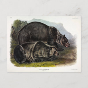 Grizzly Bear (North American Brown Bear) - Audubon Postcard