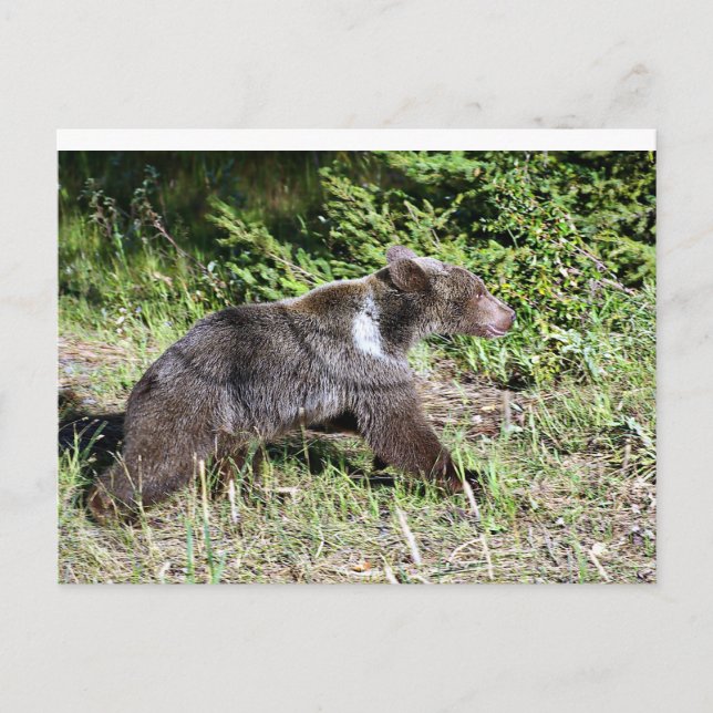 Grizzly Bear on the Run Postcard (Front)