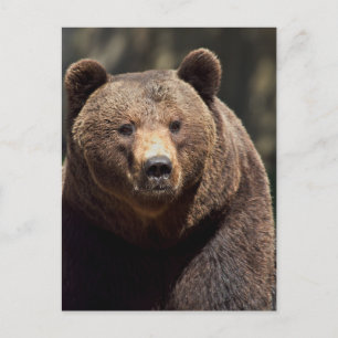 GRIZZLY BEAR PHOTOGRAPHY  POSTCARD