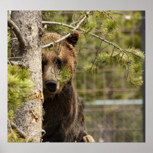 GRIZZLY BEAR PHOTOGRAPHY POSTER