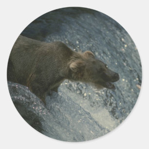 Grizzly Bear Picture-Fishing for Salmon Classic Round Sticker