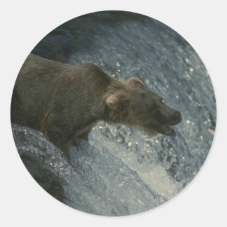 Grizzly Bear Picture-Fishing for Salmon Classic Round Sticker