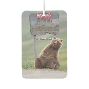 Grizzly Bear Plays With Sign Car Air Freshener