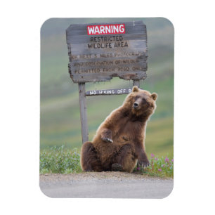 Grizzly Bear Plays With Sign Magnet