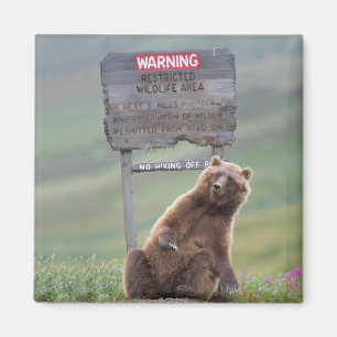 Grizzly Bear Plays With Sign Magnet