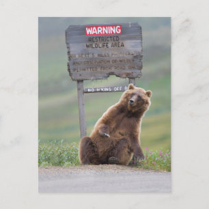 Grizzly Bear Plays With Sign Postcard