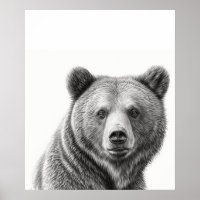 Grizzly Bear Portrait  Black white