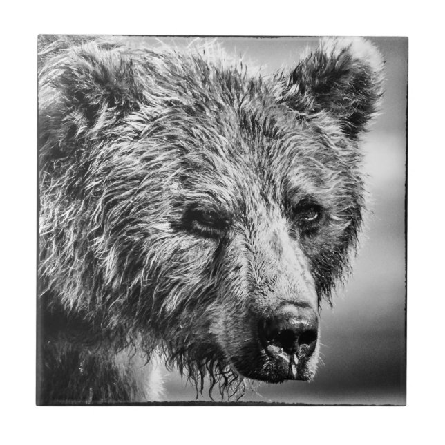 Grizzly bear portrait ceramic tile (Front)