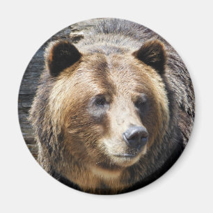 Grizzly Bear Portrait Magnet