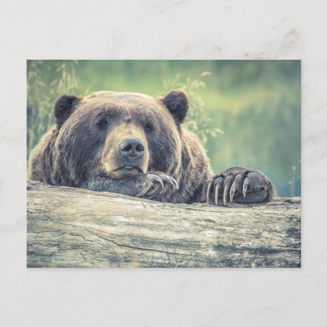 Grizzly bear postcard (Front)