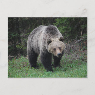 Grizzly Bear Postcard