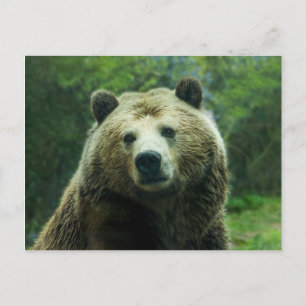 Grizzly bear postcard