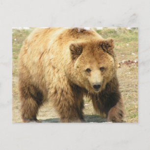 Grizzly Bear Postcard